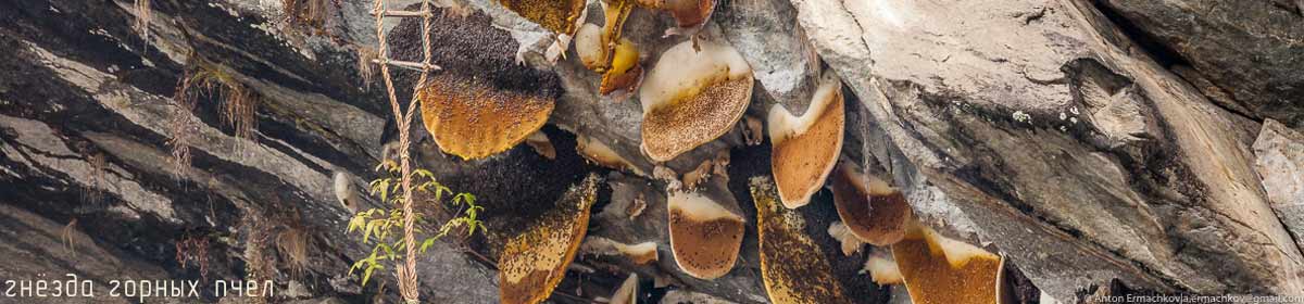 Горные пчелы